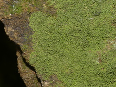 Flakea papillata