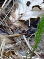 Equisetum arvense