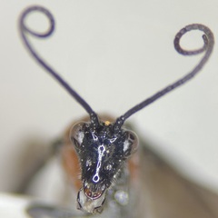 Aerophilus nigripes