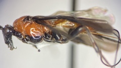 Aerophilus nigripes