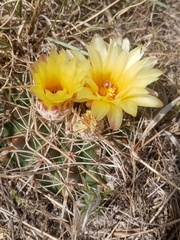 Parodia mammulosa