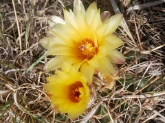 Parodia mammulosa