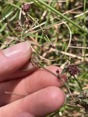 Gonocarpus chinensis