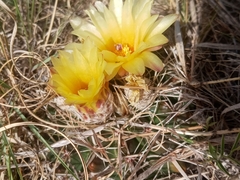 Parodia mammulosa