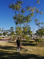 Albizia occidentalis