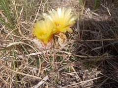 Parodia mammulosa