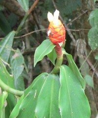 Costus scaber