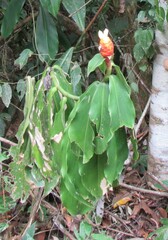 Costus scaber