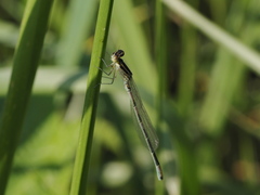 Coenagrion scitulum