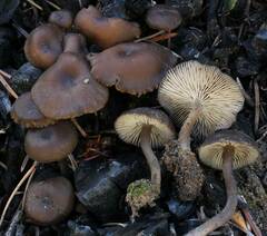 Lyophyllum anthracophilum