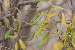 Salix babylonica