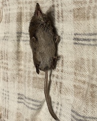 Sorex hoyi