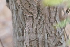 Salix babylonica