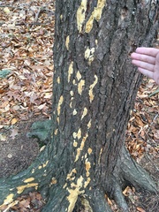 Steccherinaceae
