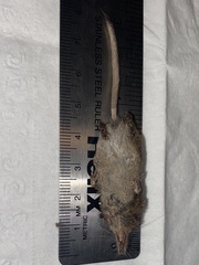 Sorex hoyi