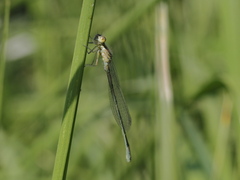 Coenagrion scitulum