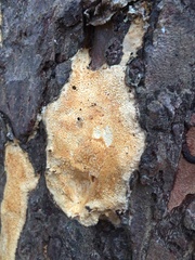 Steccherinaceae
