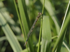 Coenagrion scitulum