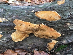 Steccherinaceae
