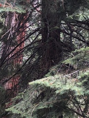 Abies concolor