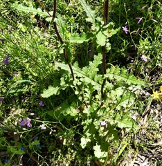 Senecio picridioides