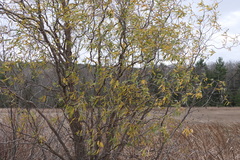 Salix babylonica