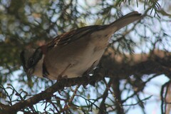 Zonotrichia capensis