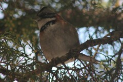 Zonotrichia capensis
