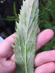 Erysiphaceae