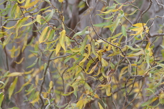 Salix babylonica