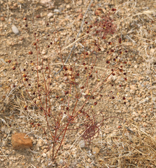 Eriogonum maculatum