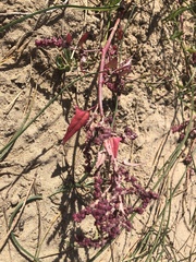 Atriplex prostrata