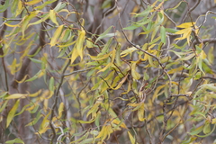 Salix babylonica