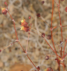 Eriogonum maculatum