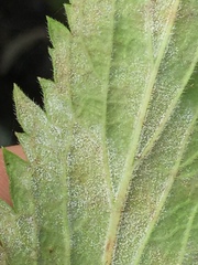 Erysiphaceae