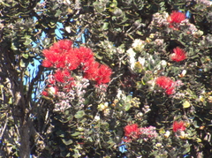 Metrosideros polymorpha