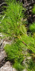 Caustis blakei