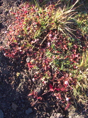 Persicaria capitata