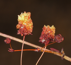 Eriogonum maculatum