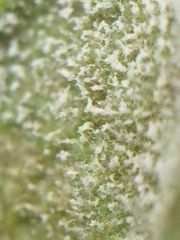 Erysiphaceae