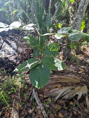 Fraxinus caroliniana