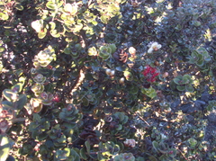 Metrosideros polymorpha