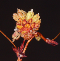 Eriogonum maculatum