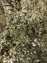 Baccharis halimifolia