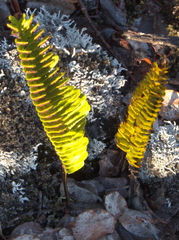 Polypodium pellucidum