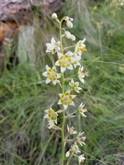 Anticlea elegans elegans