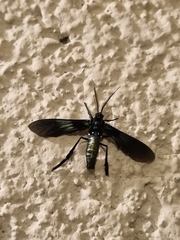 Macrocneme chrysitis