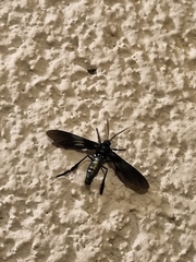 Macrocneme chrysitis