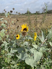 Helianthus argophyllus