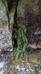 Asplenium montanum